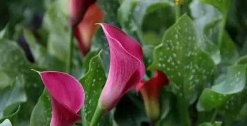 马蹄莲花（探索马蹄莲花的花语与内涵）