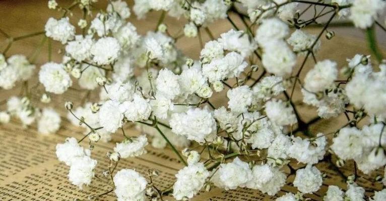 满天星的花语与意义（探索满天星的花语）
