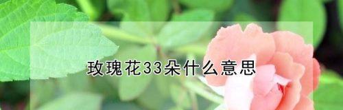 玫瑰花的朵数与其意义（玫瑰花的朵数对于花卉爱好者和鲜花市场的重要性）