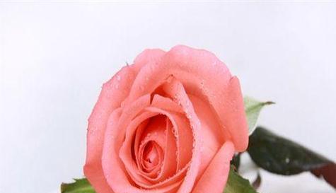 玫瑰花语（探索玫瑰花的世界）