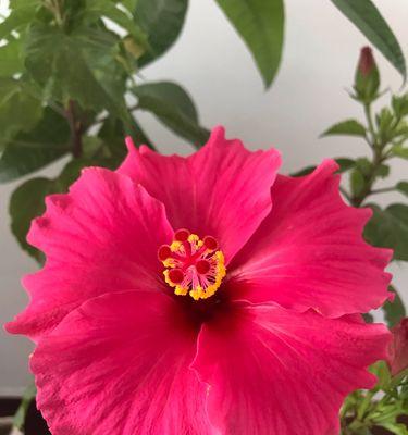 木槿花的花语与象征意义（探寻木槿花的文化内涵与美丽象征）
