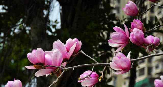 木兰花的花语与寓意（探寻木兰花背后的深意）
