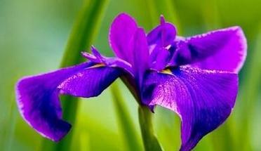 茑尾花的花语——传递美丽与希望（探寻茑尾花背后的花语之谜）