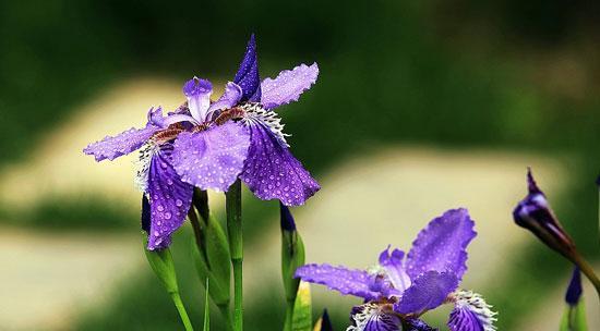 茑尾花的花语——传递美丽与希望（探寻茑尾花背后的花语之谜）