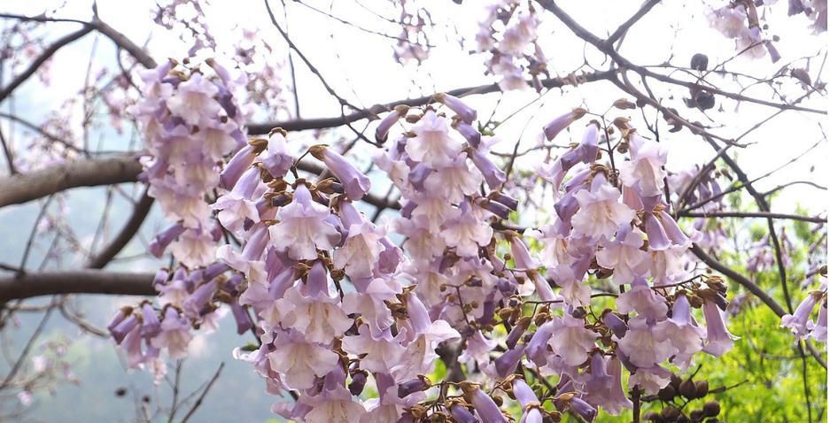 泡桐花的花语和寓意（泡桐花的美丽与象征）