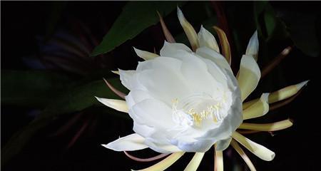 昙花之谜（揭秘昙花花语的深意）