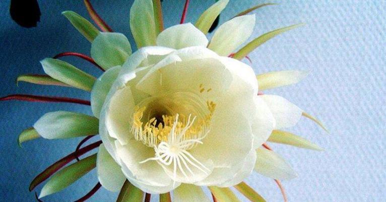 昙花之谜（揭秘昙花花语的深意）