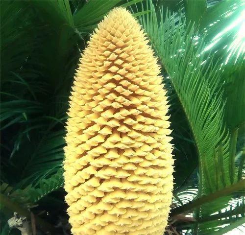 铁树花语（探寻铁树的传奇）