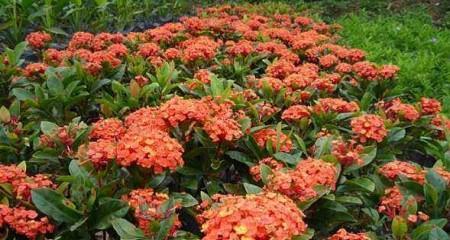 仙丹花的花语与传说（揭秘仙丹花的神秘意义与传承）