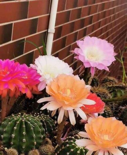 仙人球开花（探寻仙人球开花的寓意及兆头）