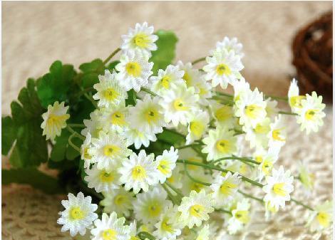 小邹菊花语之美（探究小邹菊的花语和寓意）