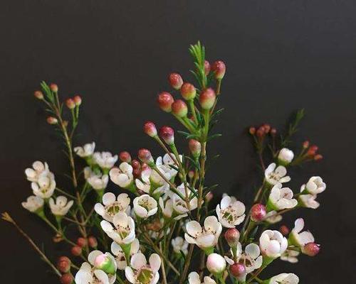 以笑靥花的花语传递快乐与希望（拥抱生活的微笑）