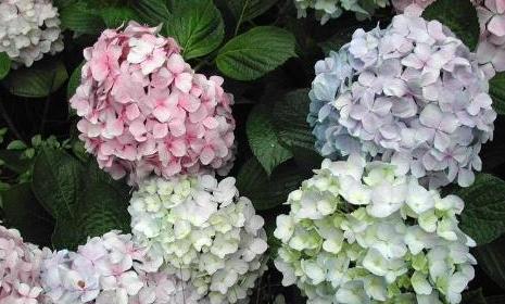 绣球花的花语与寓意（探索绣球花的美丽与象征意义）