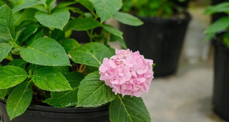 绣球花的花语与意义（探寻绣球花的神秘花语）