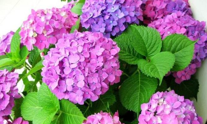 绣球花的寓意与象征意义（细数绣球花的寓意与传统象征）
