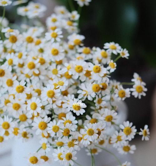 洋甘菊的花语探秘（洋甘菊的花语及其象征意义）