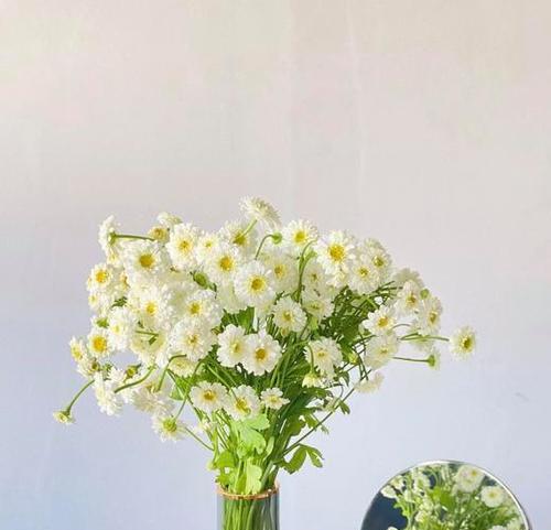 洋甘菊花语与寓意