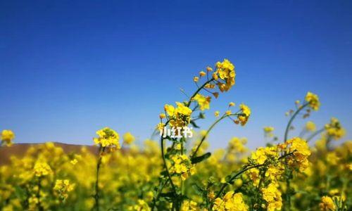 油菜花的花语与寓意（盛开如黄金）