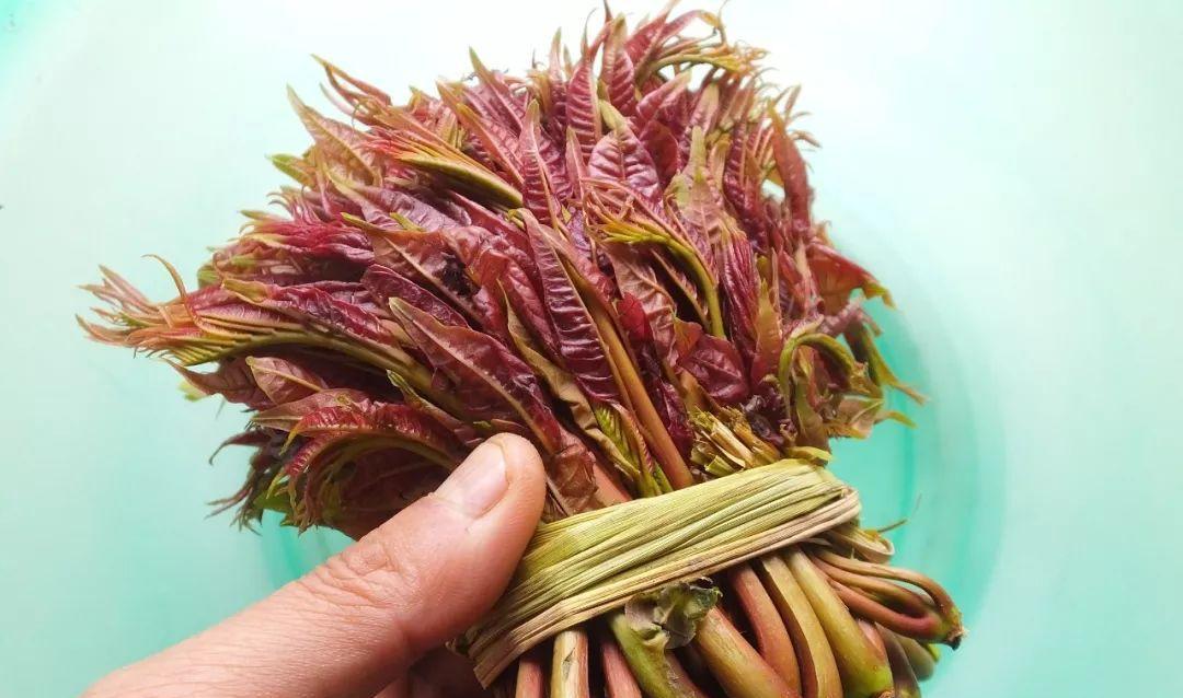 香椿菜是什么季节的菜（春季鲜香）