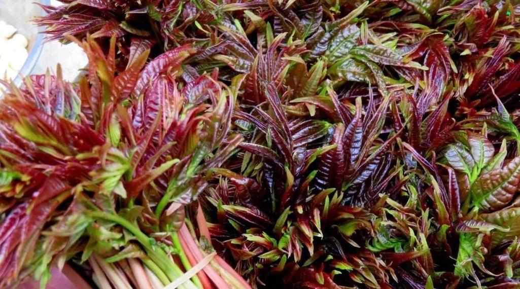 香椿菜是什么季节的菜（春季鲜香）