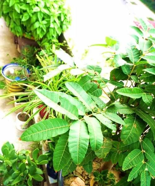 在花盆里也可以种香椿树（香椿树在花盆里的栽培技巧及注意事项）