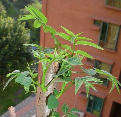 在花盆里也可以种香椿树（香椿树在花盆里的栽培技巧及注意事项）