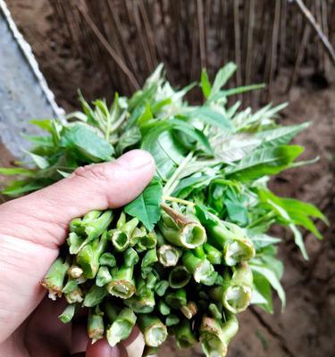 在花盆里也可以种香椿树（香椿树在花盆里的栽培技巧及注意事项）