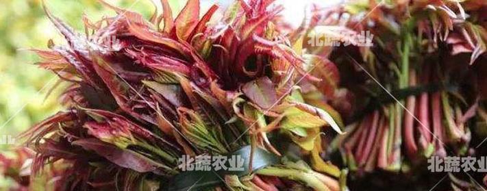 香椿树是否有种子（解密香椿树的繁殖方式）