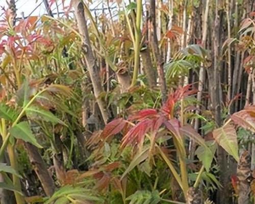如何种植香椿（时间）