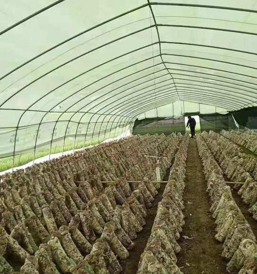 如何创造适合香菇种植的环境（掌握关键条件）