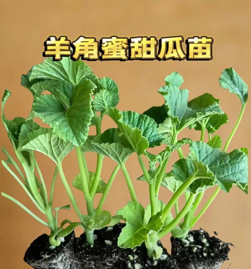 在花盆里种植香瓜，可行吗（了解香瓜的生长习性及适合种植的花盆）