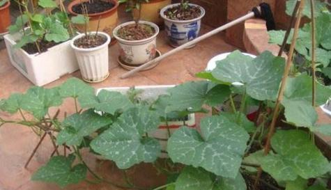 在花盆里种植香瓜，可行吗（了解香瓜的生长习性及适合种植的花盆）