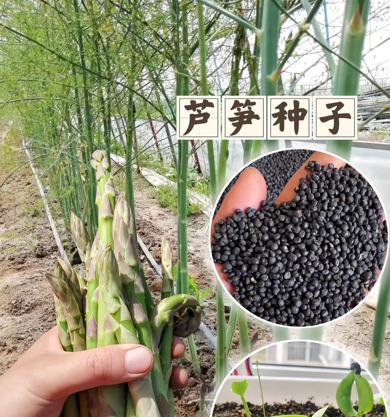 香瓜茄的种子采收方法（留种子）