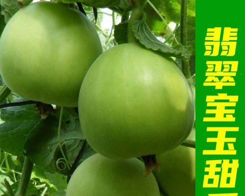 如何选择最优质的香瓜品种（品种选择关键要素）