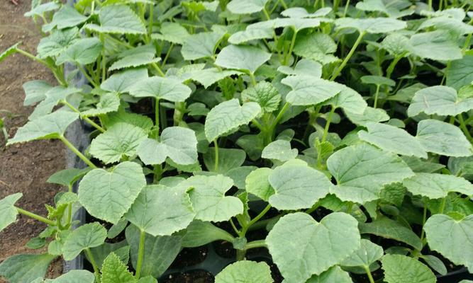 香瓜的种植时间和方法（从播种到收获）