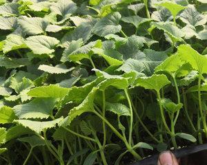香瓜种子发芽时间及影响因素（探究影响香瓜种子发芽的多种因素）