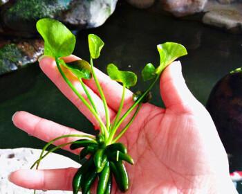 香蕉草的养殖方法和注意事项（打造高产高质的香蕉草种植）