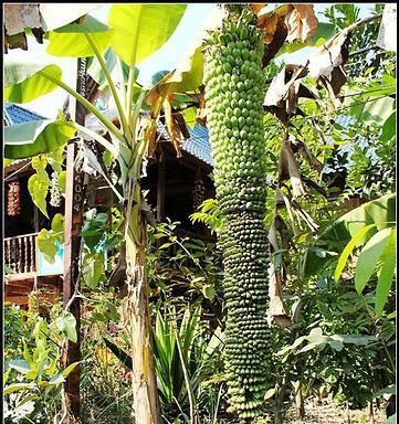 香蕉的生长过程（从萌芽到成熟——揭秘香蕉的成长奥秘）