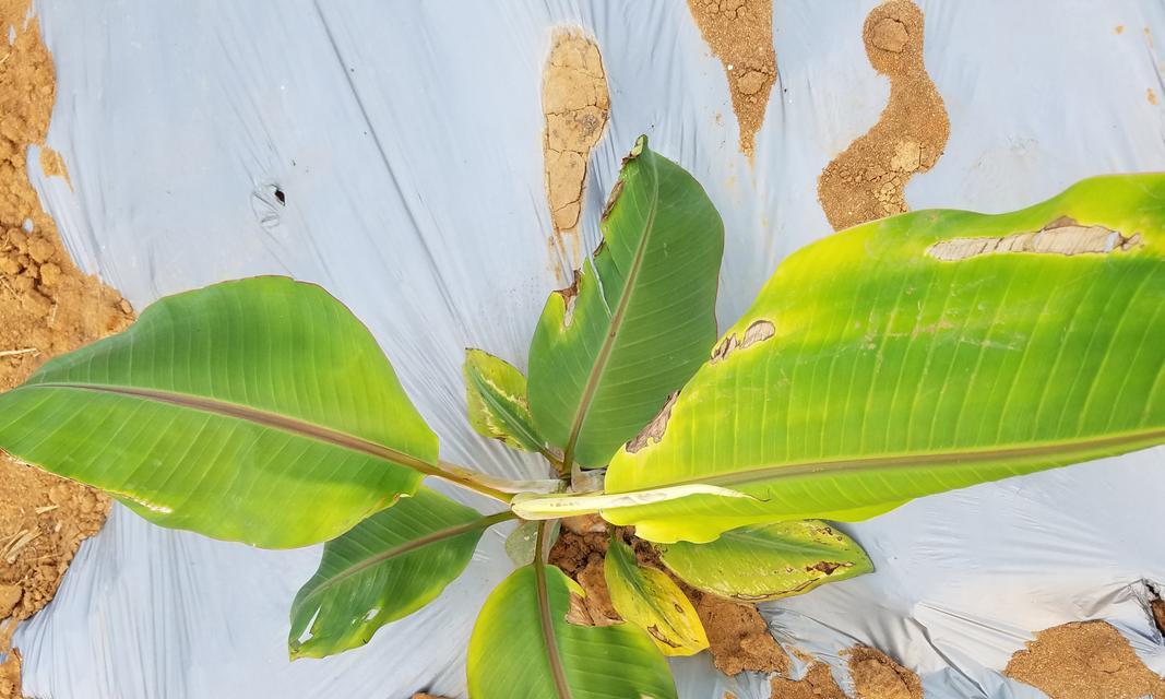 香蕉的生长过程（从萌芽到成熟——揭秘香蕉的成长奥秘）