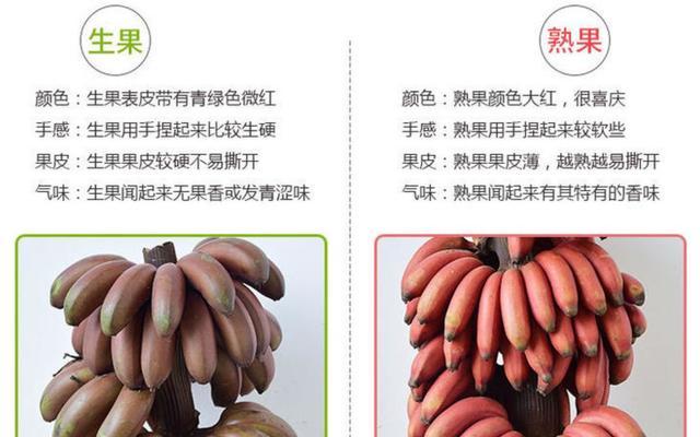 香蕉肥料施用指南（了解肥料种类和施用时间）