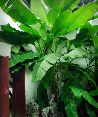 在院子里种香蕉，你需要知道的事情（解答你所有关于在院子里种植香蕉的疑问）
