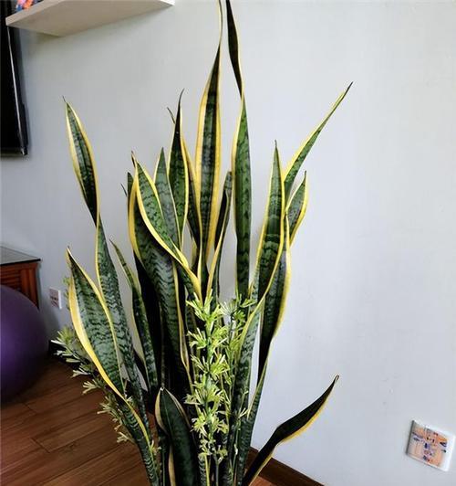 香蕉皮泡水，能否浇君子兰（一起来探讨一下这个家庭养花的小技巧吧）