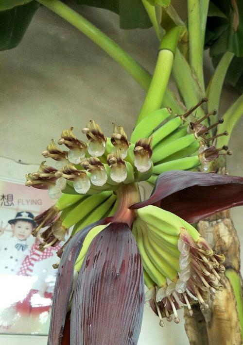 香蕉开花结果的过程与方法（探究香蕉树的生长特点及成果丰硕的种植技巧）