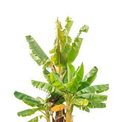 香蕉是被子植物吗（解读香蕉的分类和特点）