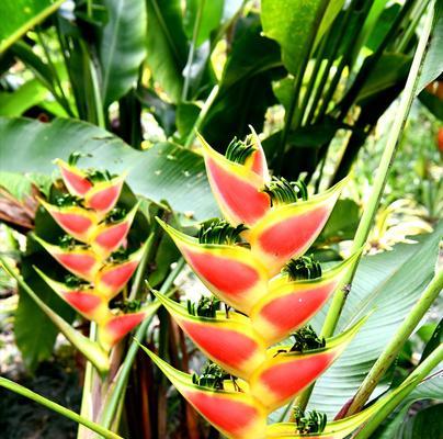 香蕉植物类型详解（从香蕉科到香蕉属）