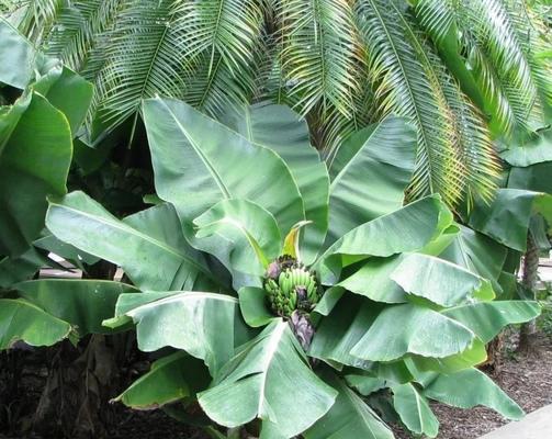 香蕉树是草本植物吗（从分类学角度解析香蕉树的植物属性）