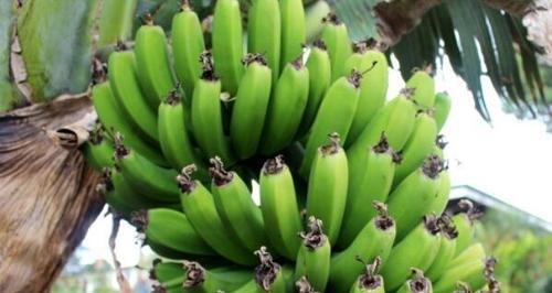 香蕉大百科（探索香蕉的品种及特点）
