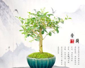 探秘香兰树的神秘之处（一树馨香）