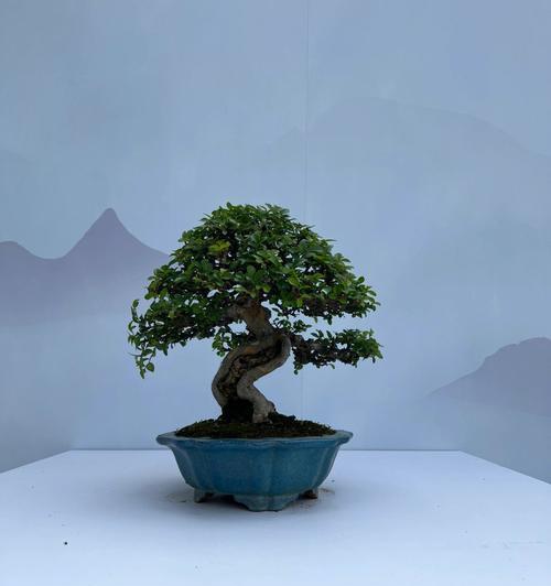 探秘香兰树的神秘之处（一树馨香）
