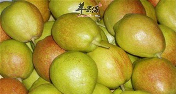 如何挑选香甜可口的香梨（挑选技巧及保鲜方法）